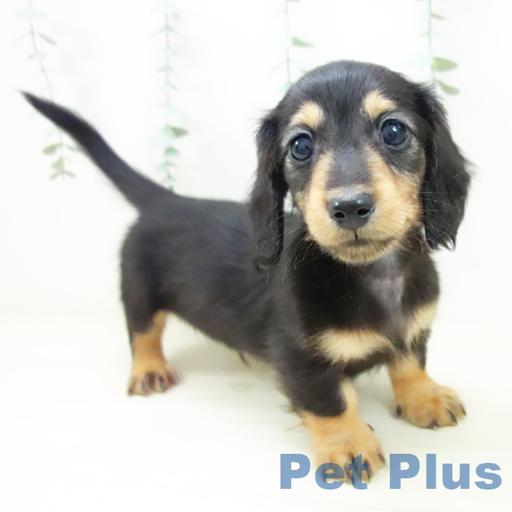 愛知県のミニチュアダックスフンド(ロング) (ペットプラス イオンモール長久手店/2025年10月24日生まれ/男の子/ブラックタン)の子犬の1枚目の画像