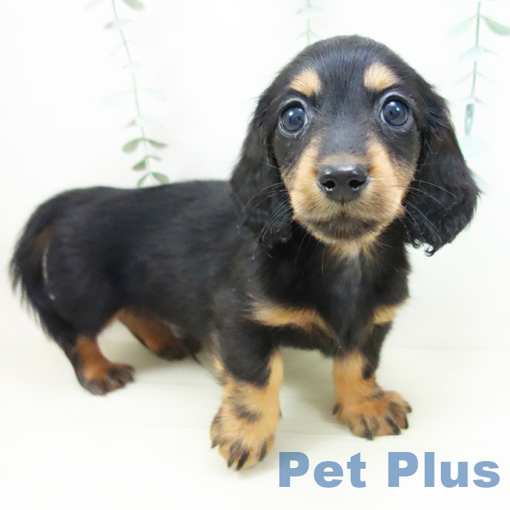 三重県のミニチュアダックスフンド(ロング) (ペットプラス 鈴鹿店/2025年10月24日生まれ/男の子/ブラックタン)の子犬の1枚目の画像