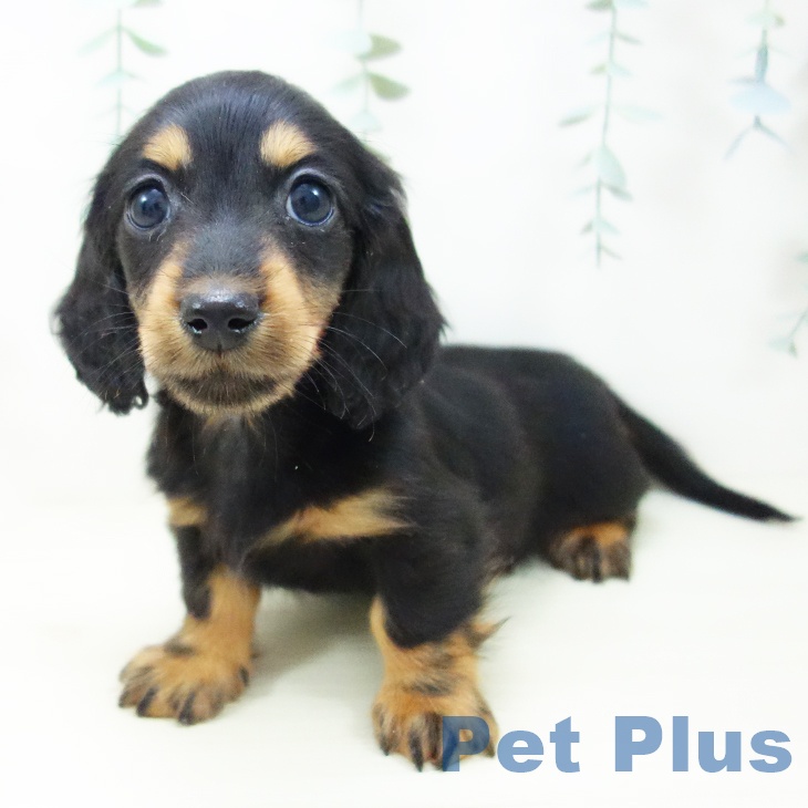 三重県のミニチュアダックスフンド(ロング) (ペットプラス 鈴鹿店/2025年10月24日生まれ/男の子/ブラックタン)の子犬の2枚目の画像