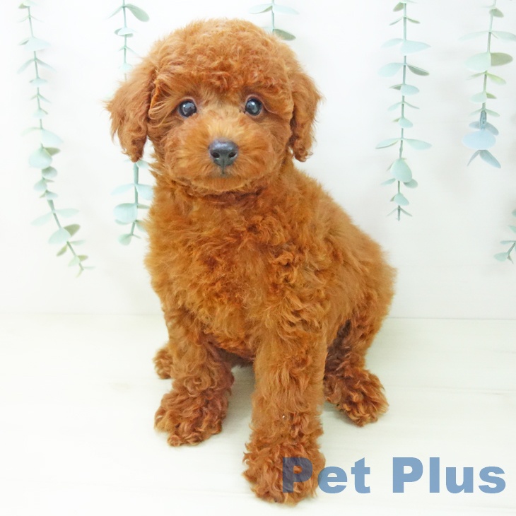 トイ・プードル