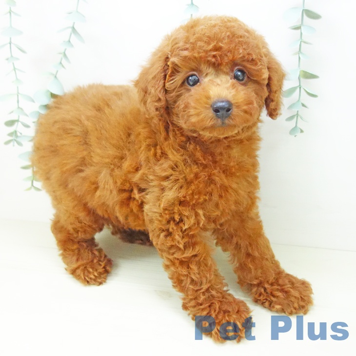 トイ・プードルの写真2