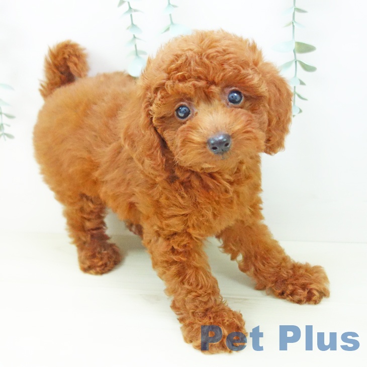 愛知県のトイプードル(トイ) (ペットプラス 岡崎店/2025年10月23日生まれ/女の子/レッド)の子犬の1枚目の画像