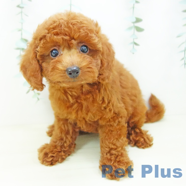 愛知県のトイプードル(トイ) (ペットプラス 岡崎店/2025年10月23日生まれ/女の子/レッド)の子犬の2枚目の画像