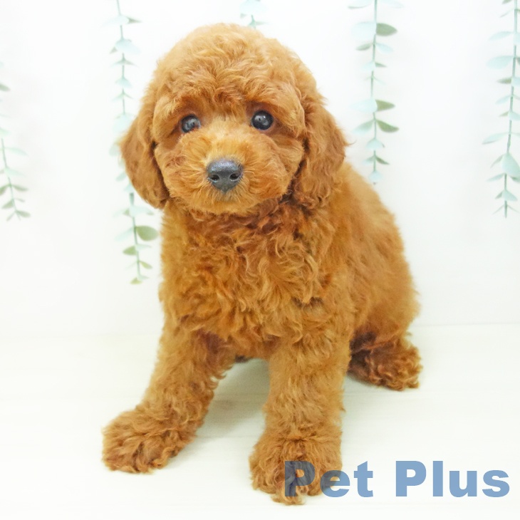 愛知県のトイプードル(トイ) (ペットプラス 豊橋牧野店/2025年10月22日生まれ/男の子/レッド)の子犬の1枚目の画像