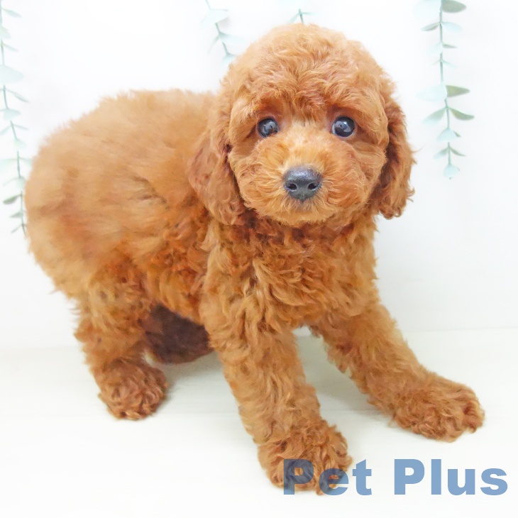 愛知県のトイプードル(トイ) (ペットプラス 豊橋牧野店/2025年10月22日生まれ/男の子/レッド)の子犬の2枚目の画像