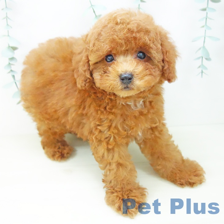 岐阜県のトイプードル(トイ) (ペットプラス 各務原店/2025年10月22日生まれ/男の子/レッド)の子犬の1枚目の画像