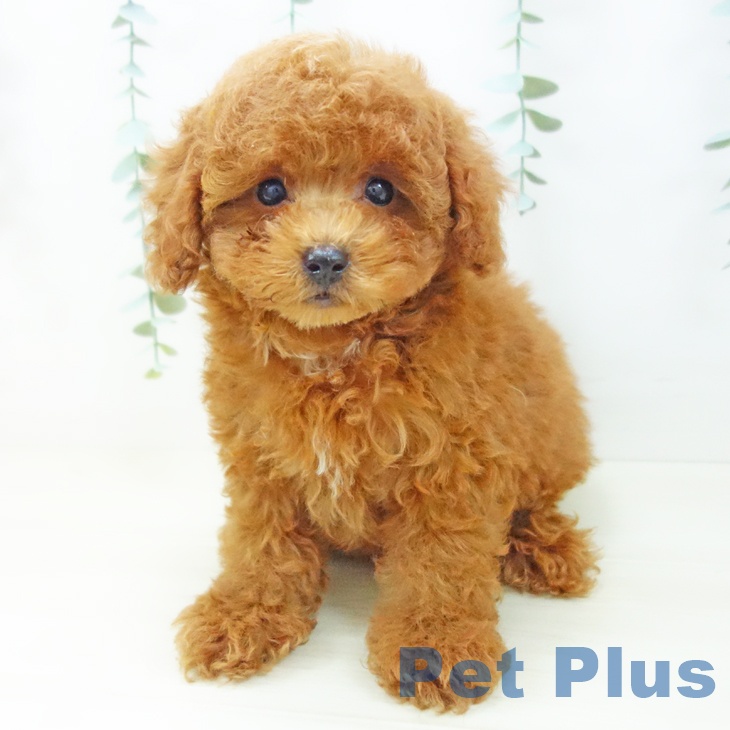 岐阜県のトイプードル(トイ) (ペットプラス 各務原店/2025年10月22日生まれ/男の子/レッド)の子犬の2枚目の画像