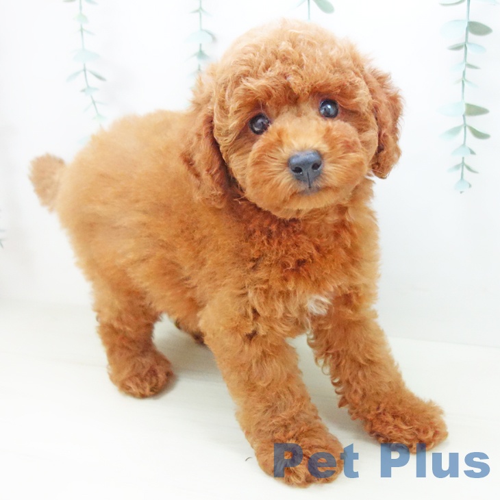 愛知県のトイプードル(トイ) (ペットプラス みなと店/2025年10月22日生まれ/女の子/レッド)の子犬の1枚目の画像