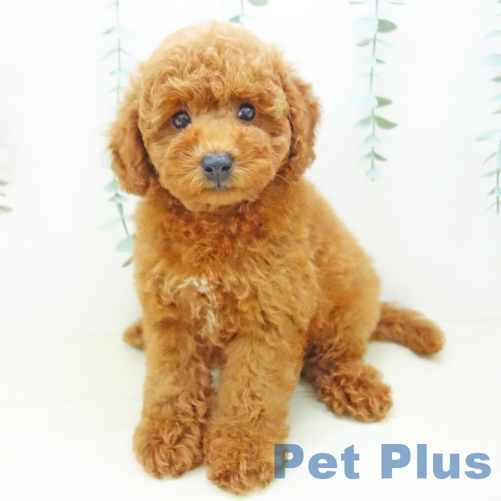 愛知県のトイプードル(トイ) (ペットプラス みなと店/2025年10月22日生まれ/女の子/レッド)の子犬の2枚目の画像