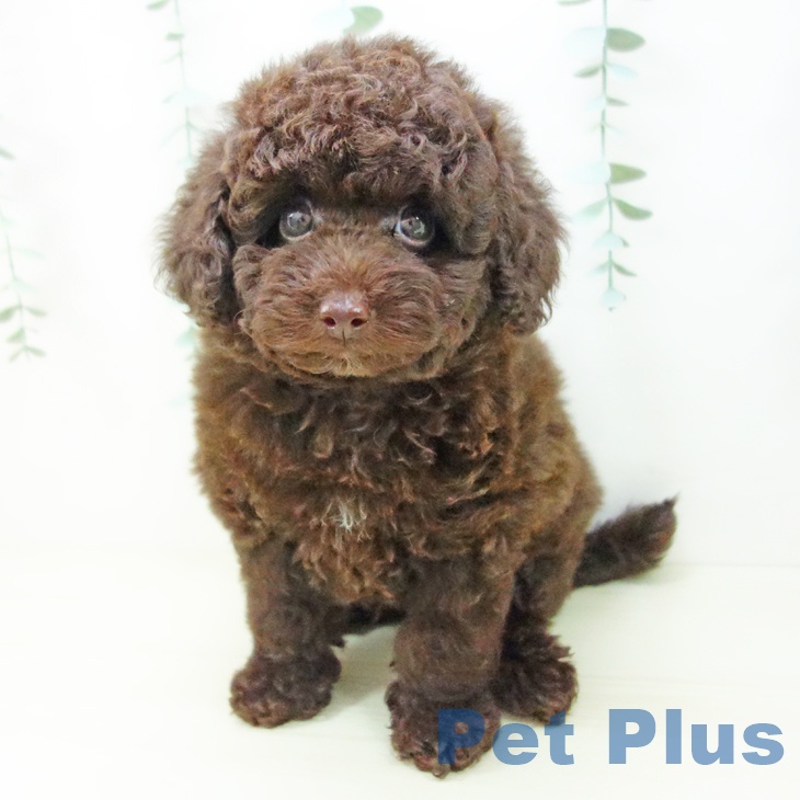 トイ・プードル