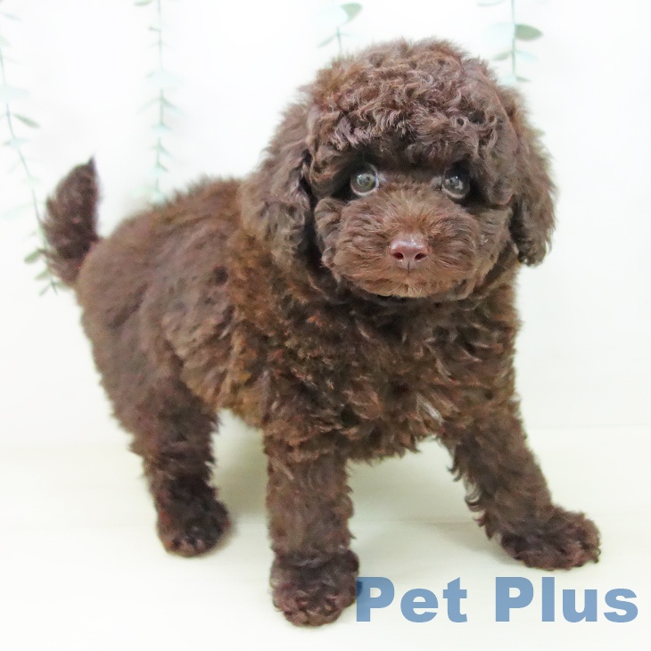 トイ・プードルの写真2