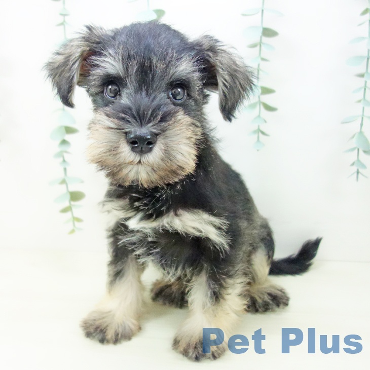 石川県のミニチュアシュナウザー (ペットプラス 白山店/2025年10月23日生まれ/男の子/ソルトペッパー)の子犬の1枚目の画像