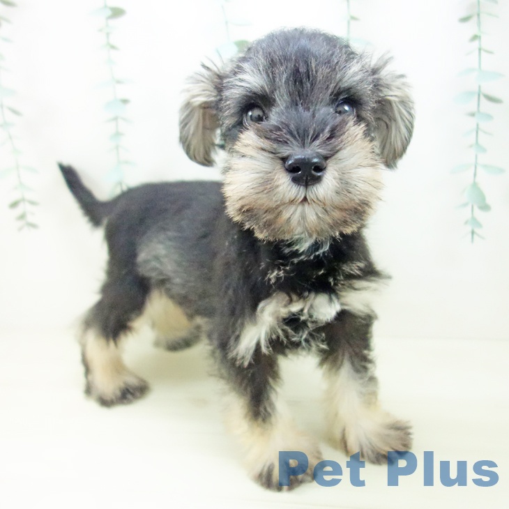 石川県のミニチュアシュナウザー (ペットプラス 白山店/2025年10月23日生まれ/男の子/ソルトペッパー)の子犬の2枚目の画像