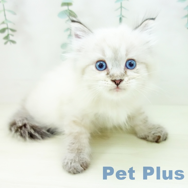 東京都のサイベリアン (ペッツワン 青梅インター店/2025年10月22日生まれ/男の子/シールリンクスポイント)の子猫の1枚目の画像