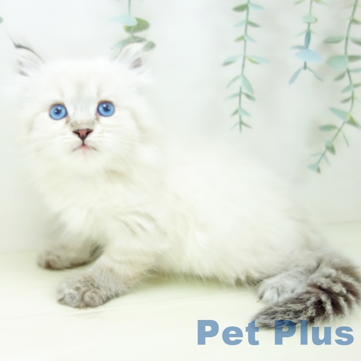 東京都のサイベリアン (ペッツワン 青梅インター店/2025年10月22日生まれ/男の子/シールリンクスポイント)の子猫の2枚目の画像