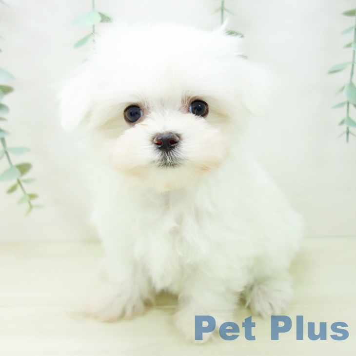 愛知県のマルチーズ (ペットプラス 則武新町店/2025年10月24日生まれ/女の子/ホワイト)の子犬の1枚目の画像