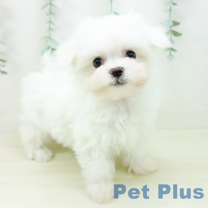 愛知県のマルチーズ (ペットプラス 則武新町店/2025年10月24日生まれ/女の子/ホワイト)の子犬の2枚目の画像
