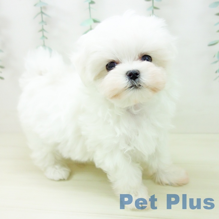 岐阜県のマルチーズ (ペットプラス 各務原店/2025年10月24日生まれ/女の子/ホワイト)の子犬の1枚目の画像