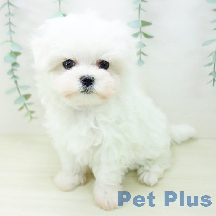 岐阜県のマルチーズ (ペットプラス 各務原店/2025年10月24日生まれ/女の子/ホワイト)の子犬の2枚目の画像