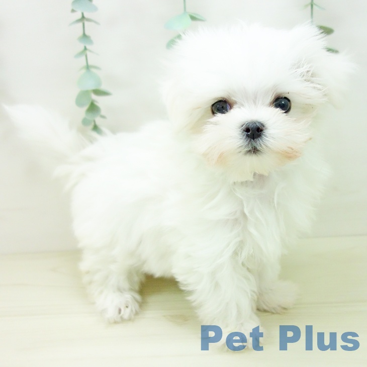 愛知県のマルチーズ (ペットプラス ナゴヤドーム前店/2025年10月24日生まれ/女の子/ホワイト)の子犬の1枚目の画像