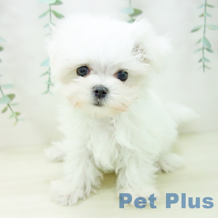 愛知県のマルチーズ (ペットプラス ナゴヤドーム前店/2025年10月24日生まれ/女の子/ホワイト)の子犬の2枚目の画像