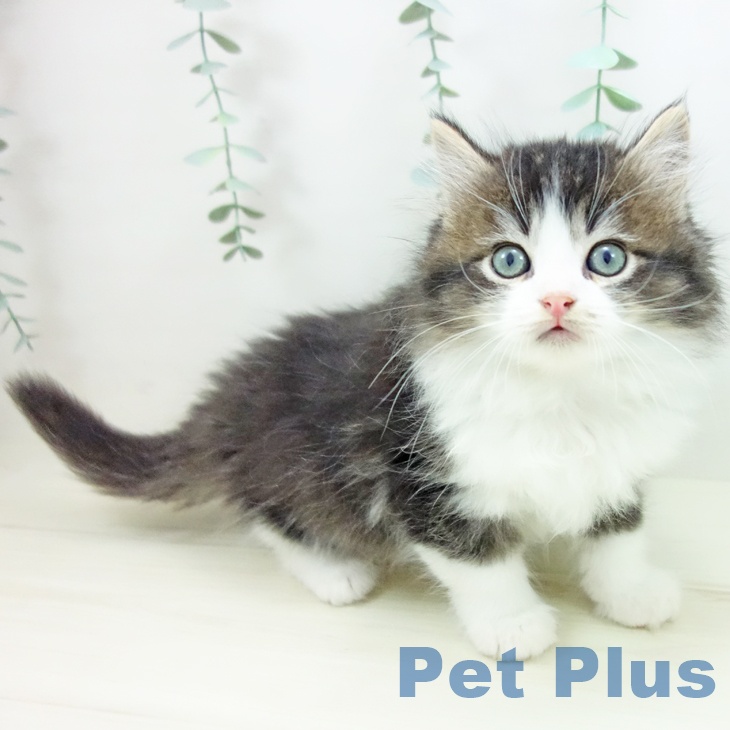 愛知県のラガマフィン (ペットプラス mozoワンダーシティ店/2025年10月24日生まれ/男の子/ブラウンタビーホワイト)の子猫の1枚目の画像