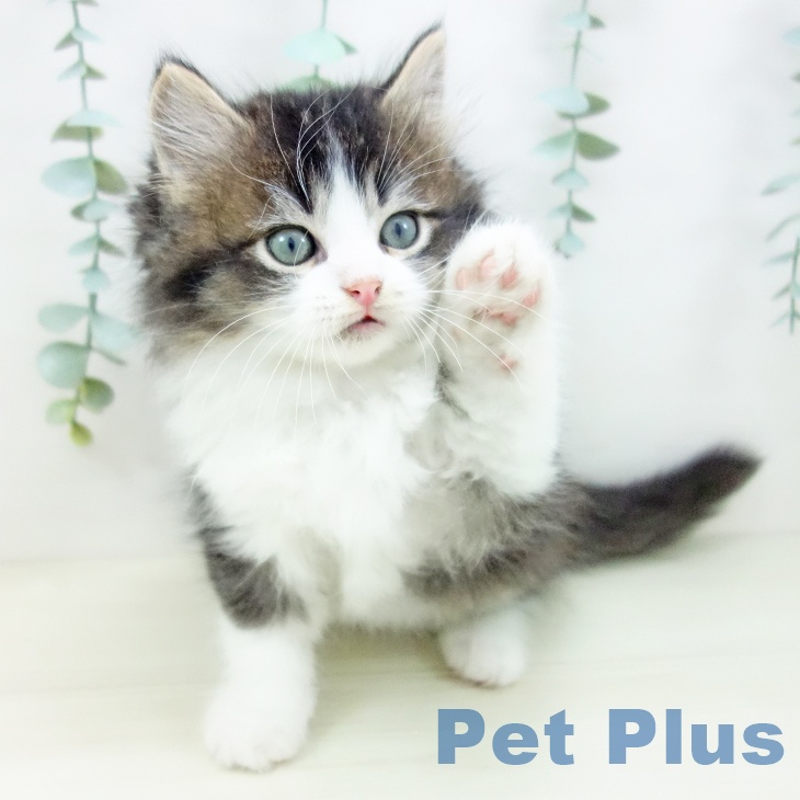 愛知県のラガマフィン (ペットプラス mozoワンダーシティ店/2025年10月24日生まれ/男の子/ブラウンタビーホワイト)の子猫の2枚目の画像