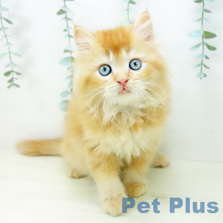 岐阜県のラガマフィン (ペットプラス 各務原店/2025年10月24日生まれ/男の子/レッドタビーホワイト)の子猫の1枚目の画像