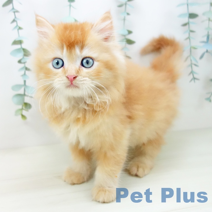 岐阜県のラガマフィン (ペットプラス 各務原店/2025年10月24日生まれ/男の子/レッドタビーホワイト)の子猫の2枚目の画像
