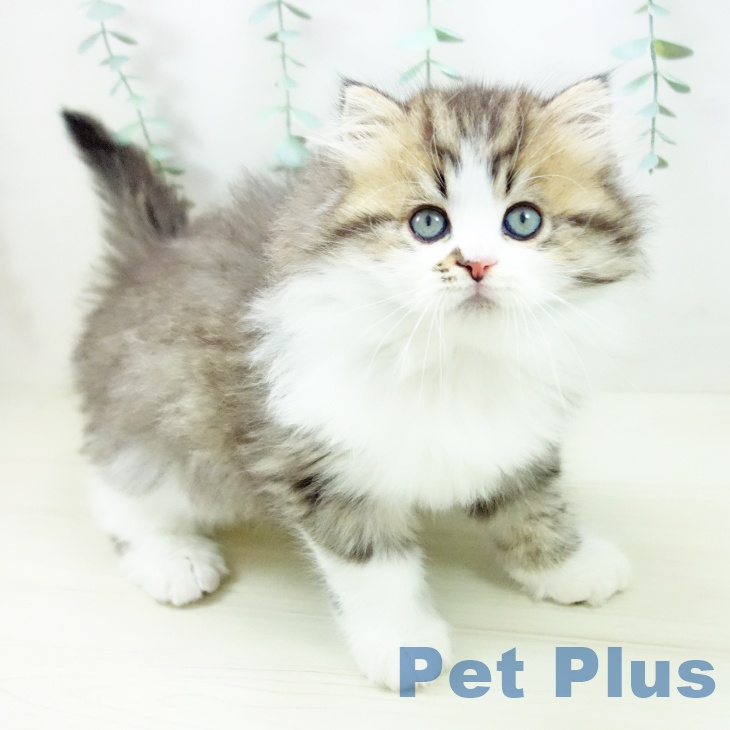 愛知県のスコティッシュフォールド (ペットプラス mozoワンダーシティ店/2025年10月15日生まれ/男の子/ブラウンタビーホワイト)の子猫の1枚目の画像