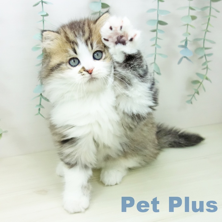 愛知県のスコティッシュフォールド (ペットプラス mozoワンダーシティ店/2025年10月15日生まれ/男の子/ブラウンタビーホワイト)の子猫の2枚目の画像