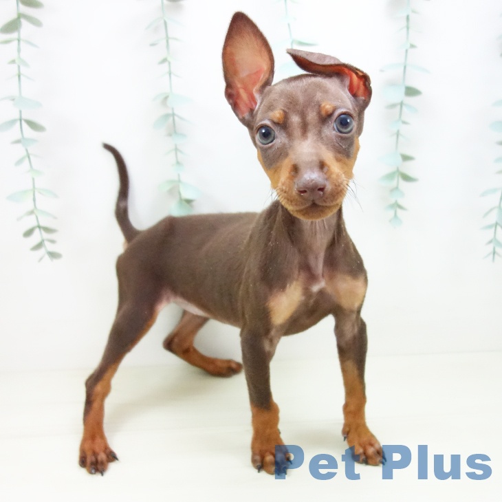 東京都のミニチュアピンシャー (ペッツワン 南砂町SUNAMO店/2025年10月18日生まれ/女の子/チョコレートタン)の子犬の1枚目の画像