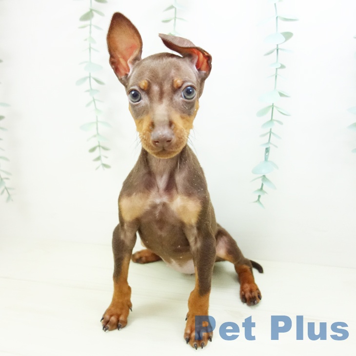 東京都のミニチュアピンシャー (ペッツワン 南砂町SUNAMO店/2025年10月18日生まれ/女の子/チョコレートタン)の子犬の2枚目の画像