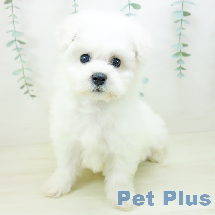 ビション・フリーゼの写真2