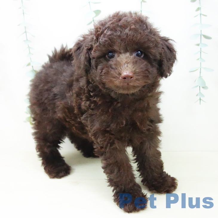 トイ・プードル