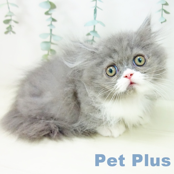 福岡県のミヌエット (ペットプラス 福岡店/2025年9月21日生まれ/男の子/ブルーホワイト)の子猫