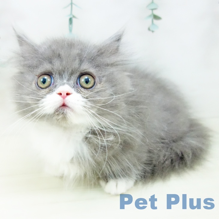 福岡県のミヌエット (ペットプラス 福岡店/2025年9月21日生まれ/男の子/ブルーホワイト)の子猫の2枚目の画像