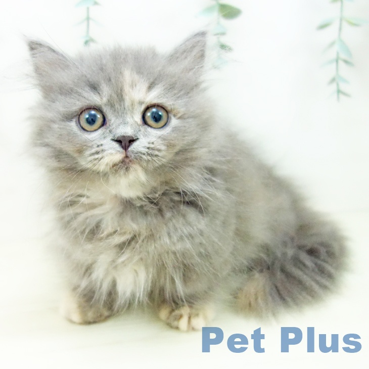 熊本県のミヌエット (ペットプラス 熊本店/2025年9月21日生まれ/女の子/ブルークリーム)の子猫の1枚目の画像