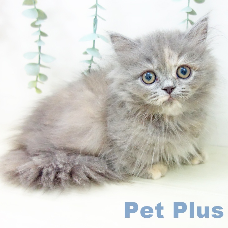 熊本県のミヌエット (ペットプラス 熊本店/2025年9月21日生まれ/女の子/ブルークリーム)の子猫の2枚目の画像