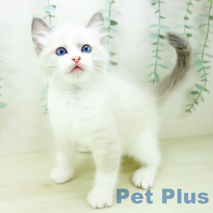 岐阜県のラグドール (ペットプラス 各務原店/2025年10月25日生まれ/男の子/ブルーポイントバイカラー)の子猫の1枚目の画像