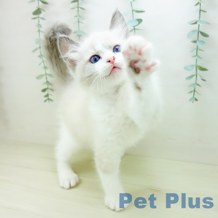 岐阜県のラグドール (ペットプラス 各務原店/2025年10月25日生まれ/男の子/ブルーポイントバイカラー)の子猫の2枚目の画像