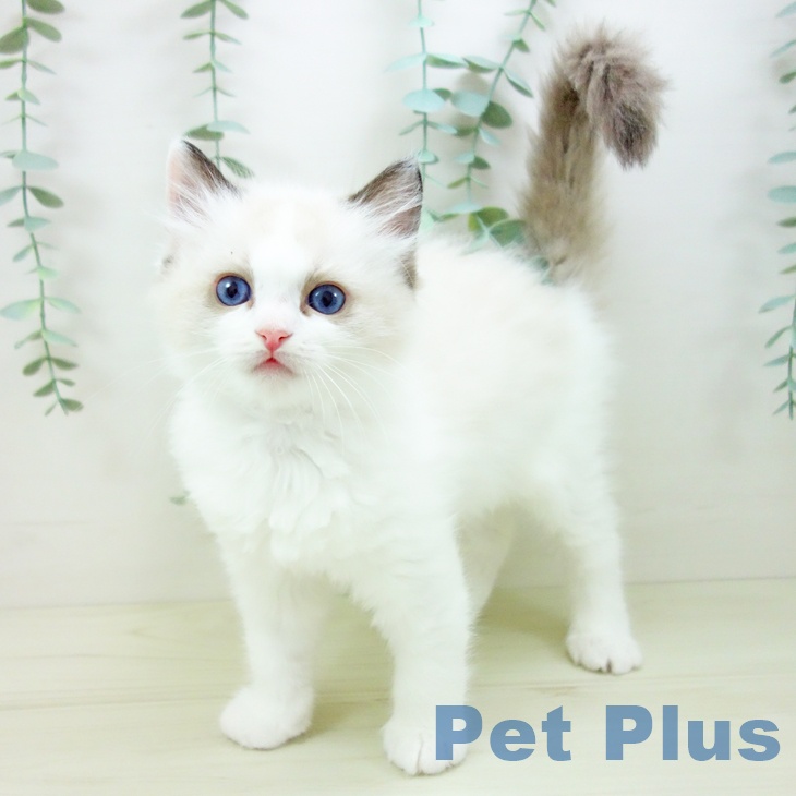 愛知県のラグドール (ペットプラス 岡崎店/2025年10月25日生まれ/女の子/シールポイントバイカラー)の子猫の1枚目の画像