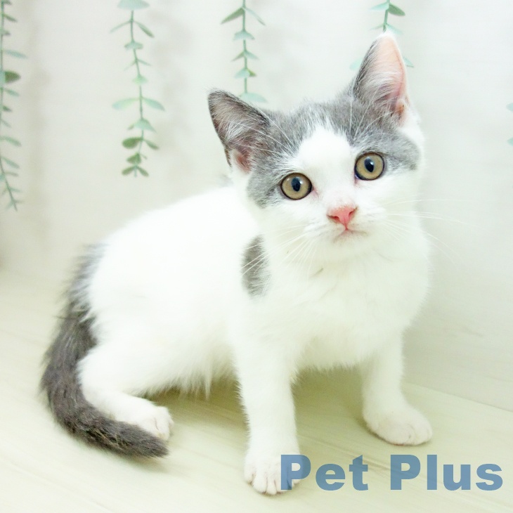 愛知県のブリティッシュショートヘアー (ペットプラス 千音寺店/2025年9月26日生まれ/男の子/ブルーホワイト)の子猫の1枚目の画像