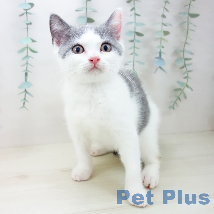 愛知県のブリティッシュショートヘアー (ペットプラス 千音寺店/2025年9月26日生まれ/男の子/ブルーホワイト)の子猫の2枚目の画像