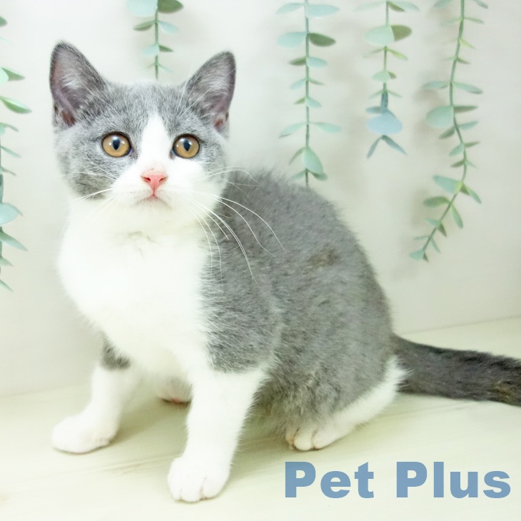 愛知県のブリティッシュショートヘアー (ペットプラス mozoワンダーシティ店/2025年9月26日生まれ/女の子/ブルーホワイト)の子猫の1枚目の画像