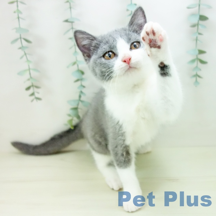 愛知県のブリティッシュショートヘアー (ペットプラス mozoワンダーシティ店/2025年9月26日生まれ/女の子/ブルーホワイト)の子猫の2枚目の画像