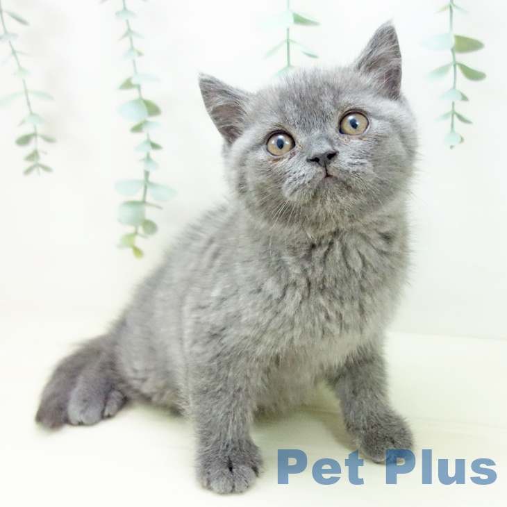 福岡県のブリティッシュショートヘアー (ペットプラス 小倉南店/2025年10月19日生まれ/男の子/ブルー)の子猫の1枚目の画像