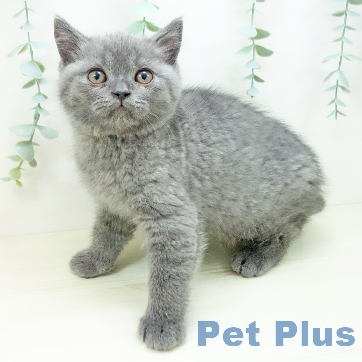 福岡県のブリティッシュショートヘアー (ペットプラス 小倉南店/2025年10月19日生まれ/男の子/ブルー)の子猫の2枚目の画像