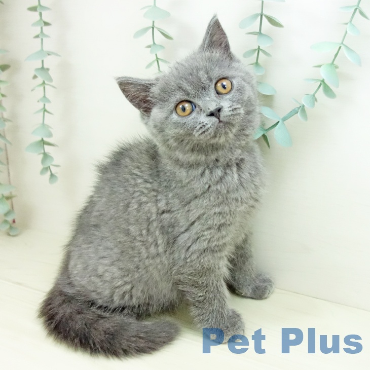 愛知県のブリティッシュショートヘアー (ペットプラス ナゴヤドーム前店/2025年10月19日生まれ/女の子/ブルー)の子猫の1枚目の画像