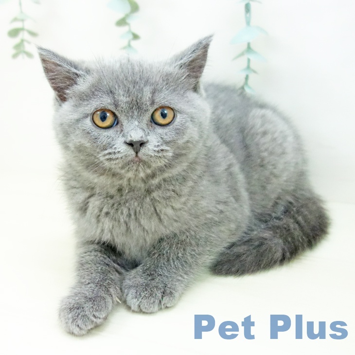 愛知県のブリティッシュショートヘアー (ペットプラス ナゴヤドーム前店/2025年10月19日生まれ/女の子/ブルー)の子猫の2枚目の画像